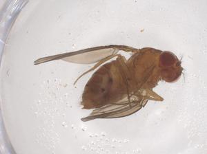  ( - CBG-B15822-F06)  @11 [ ] CreativeCommons - Attribution Share - Alike (2025) Centre for Biodiversity Genomics Centre for Biodiversity Genomics