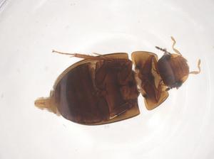  ( - CBG-B15835-H09)  @11 [ ] CreativeCommons - Attribution Share - Alike (2025) Centre for Biodiversity Genomics Centre for Biodiversity Genomics