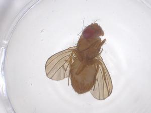  ( - CBG-B15852-F01)  @11 [ ] CreativeCommons - Attribution Share - Alike (2025) Centre for Biodiversity Genomics Centre for Biodiversity Genomics