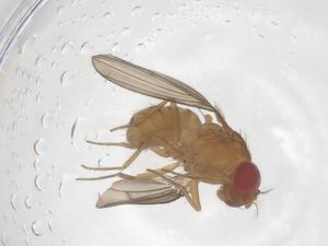  ( - CBG-B15856-H06)  @11 [ ] CreativeCommons - Attribution Share - Alike (2025) Centre for Biodiversity Genomics Centre for Biodiversity Genomics