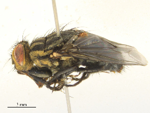  ( - CBG-B15973-B09)  @11 [ ] CreativeCommons - Attribution Share - Alike (2025) CBG Photography Group Centre for Biodiversity Genomics