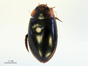  ( - CBG-B15976-D10)  @11 [ ] CreativeCommons - Attribution Share - Alike (2025) CBG Photography Group Centre for Biodiversity Genomics