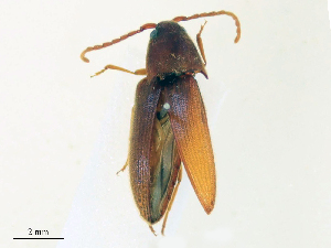  ( - CBG-B15976-E06)  @11 [ ] CreativeCommons - Attribution Share - Alike (2025) CBG Photography Group Centre for Biodiversity Genomics