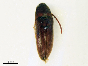  ( - CBG-B15976-F07)  @11 [ ] CreativeCommons - Attribution Share - Alike (2025) CBG Photography Group Centre for Biodiversity Genomics
