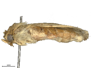  ( - CBG-B15988-G05)  @11 [ ] CreativeCommons - Attribution Share - Alike (2025) CBG Photography Group Centre for Biodiversity Genomics