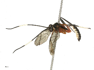  (Dicamyxus - CBG-B15989-E06)  @11 [ ] CreativeCommons - Attribution Share - Alike (2025) CBG Photography Group Centre for Biodiversity Genomics