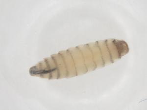  ( - CBG-B16017-B03)  @11 [ ] CreativeCommons - Attribution Share - Alike (2025) Centre for Biodiversity Genomics Centre for Biodiversity Genomics