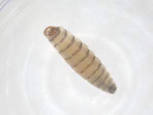  ( - CBG-B16017-H10)  @11 [ ] CreativeCommons - Attribution Share - Alike (2025) Centre for Biodiversity Genomics Centre for Biodiversity Genomics