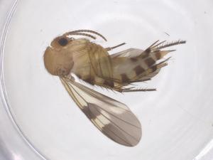  ( - CBG-B16112-H03)  @11 [ ] CreativeCommons - Attribution Share - Alike (2025) Centre for Biodiversity Genomics Centre for Biodiversity Genomics