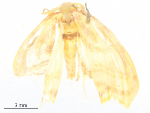  ( - CBG-B16149-A09)  @11 [ ] CreativeCommons - Attribution Share - Alike (2025) CBG Photography Group Centre for Biodiversity Genomics