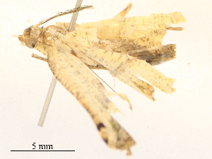  ( - CBG-B16155-D10)  @11 [ ] CreativeCommons - Attribution Share - Alike (2025) CBG Photography Group Centre for Biodiversity Genomics