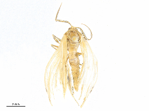  ( - CBG-B16156-A11)  @11 [ ] CreativeCommons - Attribution Share - Alike (2025) CBG Photography Group Centre for Biodiversity Genomics