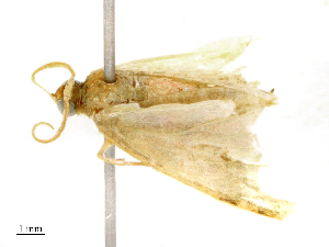  ( - CBG-B16158-E10)  @11 [ ] CreativeCommons - Attribution Share - Alike (2025) CBG Photography Group Centre for Biodiversity Genomics