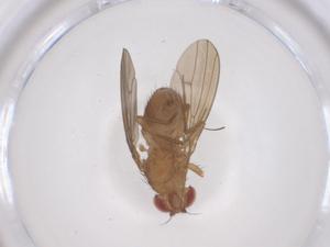  ( - CBG-B16383-D02)  @11 [ ] CreativeCommons - Attribution Share - Alike (2025) Centre for Biodiversity Genomics Centre for Biodiversity Genomics