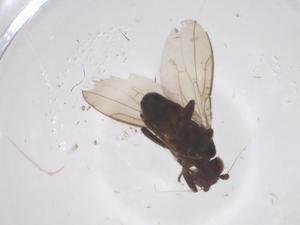  ( - CBG-B16457-G04)  @11 [ ] CreativeCommons - Attribution Share - Alike (2025) Centre for Biodiversity Genomics Centre for Biodiversity Genomics