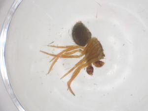  (Dipoena lana - CBG-B16458-G04)  @11 [ ] CreativeCommons - Attribution Share - Alike (2025) Centre for Biodiversity Genomics Centre for Biodiversity Genomics