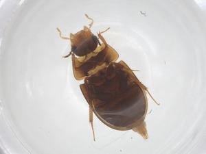  ( - CBG-B16459-D12)  @11 [ ] CreativeCommons - Attribution Share - Alike (2025) Centre for Biodiversity Genomics Centre for Biodiversity Genomics