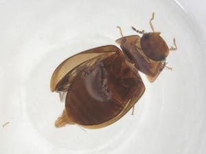  ( - CBG-B16459-H08)  @11 [ ] CreativeCommons - Attribution Share - Alike (2025) Centre for Biodiversity Genomics Centre for Biodiversity Genomics