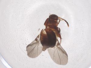  ( - CBG-B16494-F11)  @11 [ ] CreativeCommons - Attribution Share - Alike (2025) Centre for Biodiversity Genomics Centre for Biodiversity Genomics