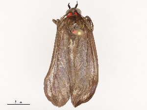  ( - CBG-B16503-G02)  @11 [ ] CreativeCommons - Attribution Share - Alike (2025) CBG Photography Group Centre for Biodiversity Genomics