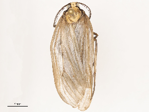  ( - CBG-B16503-H08)  @11 [ ] CreativeCommons - Attribution Share - Alike (2025) CBG Photography Group Centre for Biodiversity Genomics