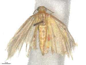  ( - CBG-B16514-B06)  @11 [ ] CreativeCommons - Attribution Share - Alike (2025) CBG Photography Group Centre for Biodiversity Genomics