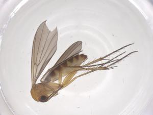  ( - CBG-B16610-D12)  @11 [ ] CreativeCommons - Attribution Share - Alike (2025) Centre for Biodiversity Genomics Centre for Biodiversity Genomics