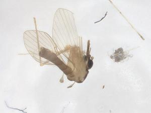  ( - CBG-B16617-B05)  @11 [ ] CreativeCommons - Attribution Share - Alike (2025) Centre for Biodiversity Genomics Centre for Biodiversity Genomics