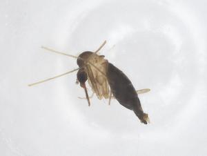  ( - CBG-B16617-D09)  @11 [ ] CreativeCommons - Attribution Share - Alike (2025) Centre for Biodiversity Genomics Centre for Biodiversity Genomics