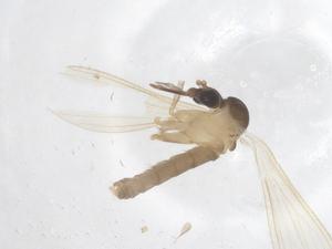  ( - CBG-B16617-F10)  @11 [ ] CreativeCommons - Attribution Share - Alike (2025) Centre for Biodiversity Genomics Centre for Biodiversity Genomics