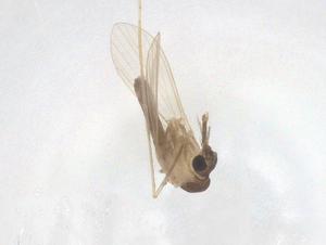  ( - CBG-B16617-G02)  @11 [ ] CreativeCommons - Attribution Share - Alike (2025) Centre for Biodiversity Genomics Centre for Biodiversity Genomics