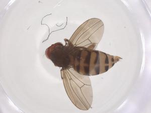  ( - CBG-B16626-C02)  @11 [ ] CreativeCommons - Attribution Share - Alike (2025) Centre for Biodiversity Genomics Centre for Biodiversity Genomics