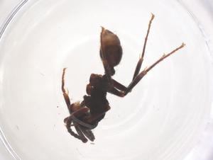  (Neivamyrmex cristatus - CBG-B16626-H01)  @11 [ ] CreativeCommons - Attribution Share - Alike (2025) Centre for Biodiversity Genomics Centre for Biodiversity Genomics