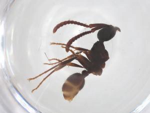  ( - CBG-B16628-G11)  @11 [ ] CreativeCommons - Attribution Share - Alike (2025) Centre for Biodiversity Genomics Centre for Biodiversity Genomics