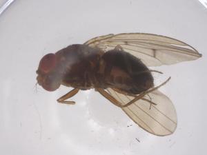  ( - CBG-B16631-C07)  @11 [ ] CreativeCommons - Attribution Share - Alike (2025) Centre for Biodiversity Genomics Centre for Biodiversity Genomics