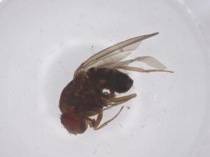  ( - CBG-B16631-E03)  @11 [ ] CreativeCommons - Attribution Share - Alike (2025) Centre for Biodiversity Genomics Centre for Biodiversity Genomics