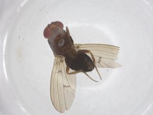  ( - CBG-B16633-D10)  @11 [ ] CreativeCommons - Attribution Share - Alike (2025) Centre for Biodiversity Genomics Centre for Biodiversity Genomics