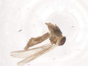  ( - CBG-B16641-H11)  @11 [ ] CreativeCommons - Attribution Share - Alike (2025) Centre for Biodiversity Genomics Centre for Biodiversity Genomics