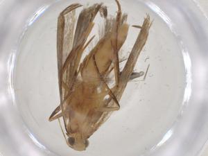  ( - CBG-B16654-B04)  @11 [ ] CreativeCommons - Attribution Share - Alike (2025) Centre for Biodiversity Genomics Centre for Biodiversity Genomics