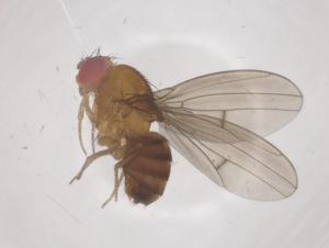  ( - CBG-B16664-G02)  @11 [ ] CreativeCommons - Attribution Share - Alike (2025) Centre for Biodiversity Genomics Centre for Biodiversity Genomics