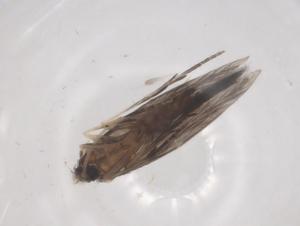  ( - CBG-B16664-G09)  @11 [ ] CreativeCommons - Attribution Share - Alike (2025) Centre for Biodiversity Genomics Centre for Biodiversity Genomics