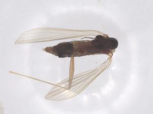  ( - CBG-B16667-D03)  @11 [ ] CreativeCommons - Attribution Share - Alike (2025) Centre for Biodiversity Genomics Centre for Biodiversity Genomics