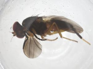  (Heteromeringia fumipennis - CBG-B16676-H01)  @11 [ ] CreativeCommons - Attribution Share - Alike (2025) Centre for Biodiversity Genomics Centre for Biodiversity Genomics