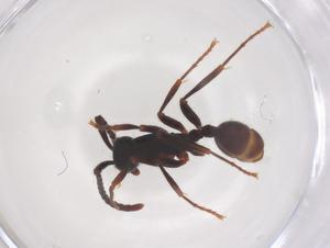  ( - CBG-B16677-D07)  @11 [ ] CreativeCommons - Attribution Share - Alike (2025) Centre for Biodiversity Genomics Centre for Biodiversity Genomics