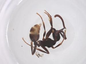  ( - CBG-B16678-A03)  @11 [ ] CreativeCommons - Attribution Share - Alike (2025) Centre for Biodiversity Genomics Centre for Biodiversity Genomics