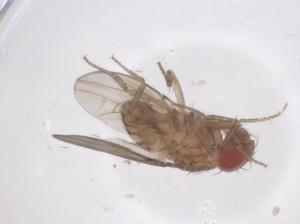  ( - CBG-B16681-G05)  @11 [ ] CreativeCommons - Attribution Share - Alike (2025) Centre for Biodiversity Genomics Centre for Biodiversity Genomics