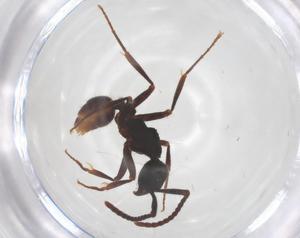  ( - CBG-B16682-F11)  @11 [ ] CreativeCommons - Attribution Share - Alike (2025) Centre for Biodiversity Genomics Centre for Biodiversity Genomics