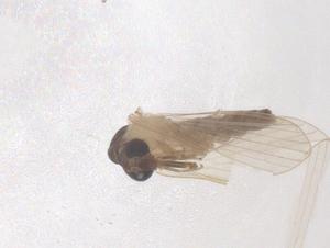  ( - CBG-B17529-A11)  @11 [ ] CreativeCommons - Attribution Share - Alike (2025) Centre for Biodiversity Genomics Centre for Biodiversity Genomics