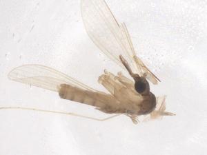  ( - CBG-B17529-F02)  @11 [ ] CreativeCommons - Attribution Share - Alike (2025) Centre for Biodiversity Genomics Centre for Biodiversity Genomics