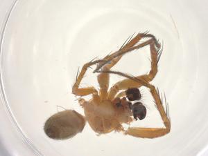  (Mangora amacayacu - CBG-B17637-H04)  @11 [ ] CreativeCommons - Attribution Share - Alike (2025) Centre for Biodiversity Genomics Centre for Biodiversity Genomics